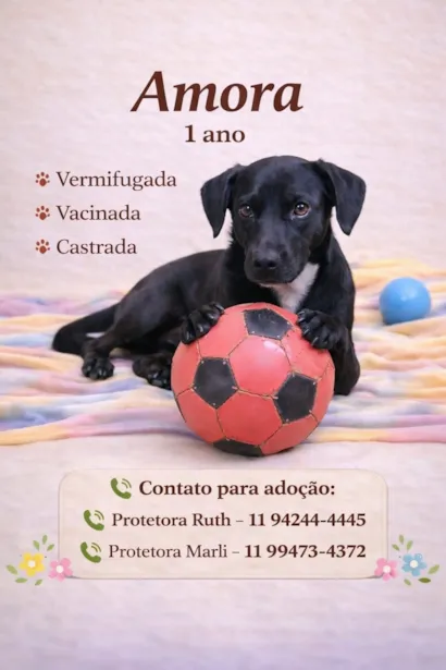 Cachorro raça SRD-ViraLata idade 1 ano nome Amora