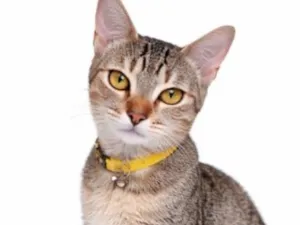 Gato raça SRD-ViraLata idade 1 ano nome Grace