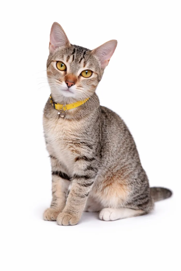 Gato raça SRD-ViraLata idade 1 ano nome Grace