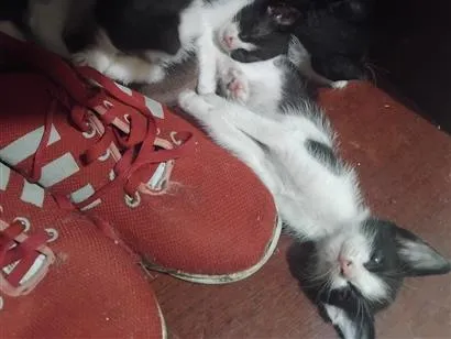 Gato raça SRD-ViraLata idade Abaixo de 2 meses nome ainda não tem nome