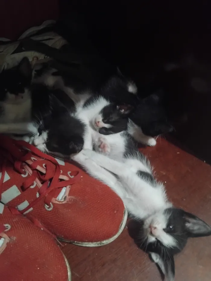 Gato raça SRD-ViraLata idade Abaixo de 2 meses nome ainda não tem nome