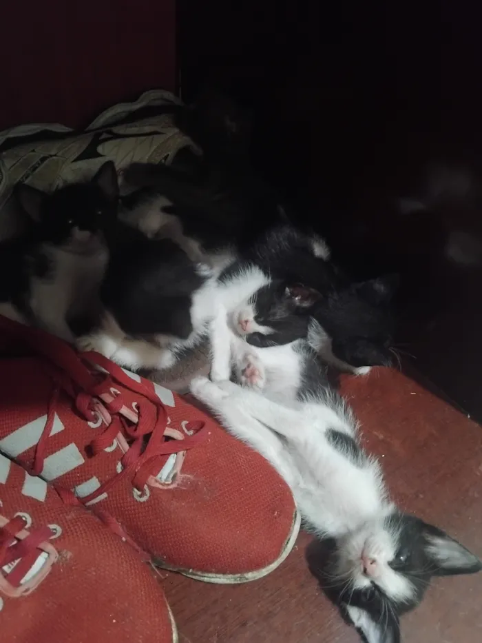 Gato raça SRD-ViraLata idade Abaixo de 2 meses nome ainda não tem nome