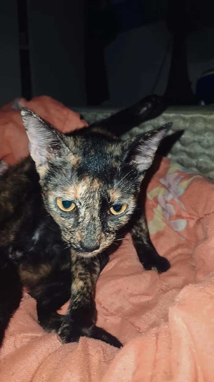 Gato raça SRD-ViraLata idade 7 a 11 meses nome nina