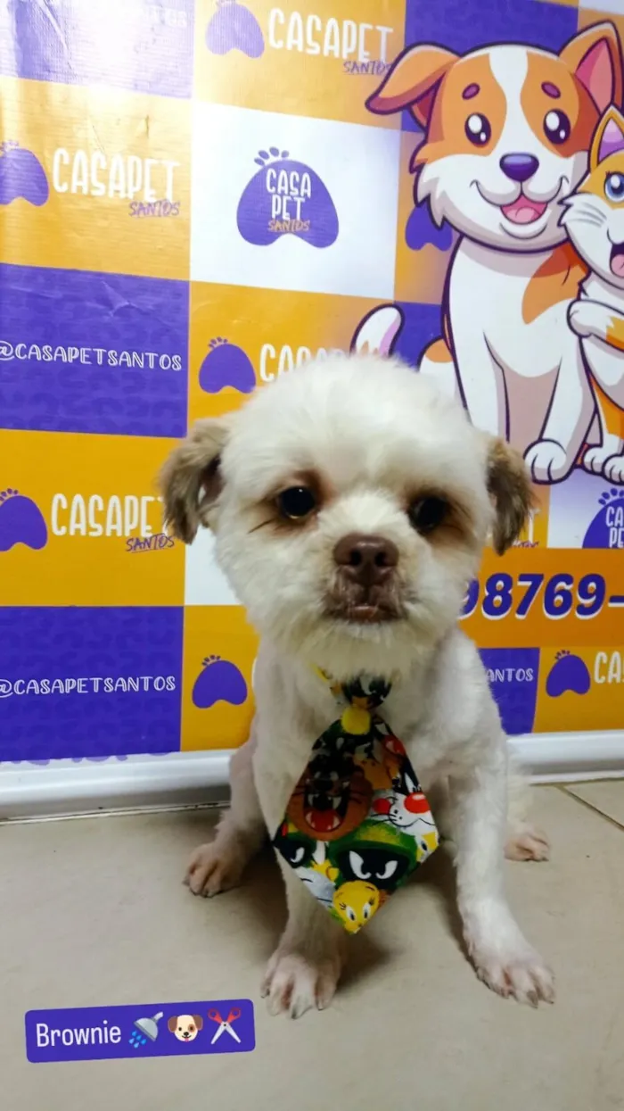 Cachorro raça Shitzu idade 1 ano nome brownie 