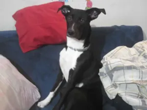 Cachorro raça SRD-ViraLata idade 7 a 11 meses nome Meekah