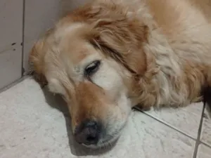 Cachorro raça Labrador idade 4 anos nome Luna