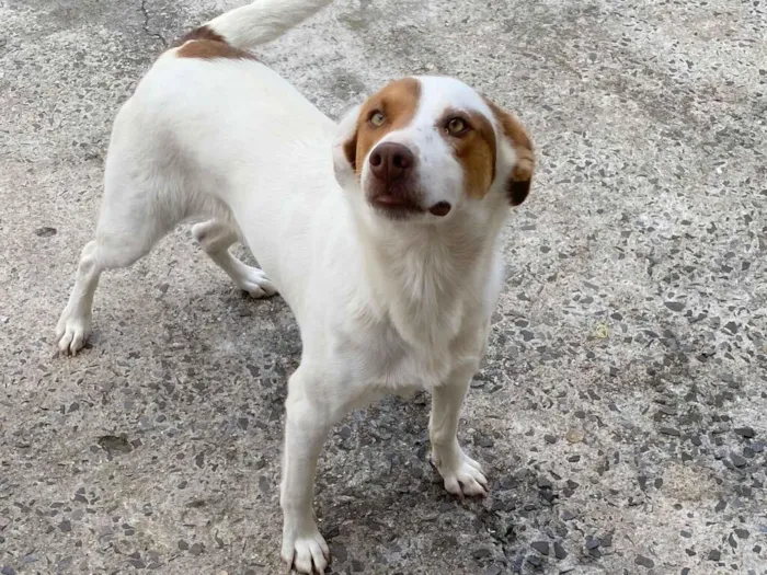 Cachorro raça SRD-ViraLata idade 2 anos nome Nina