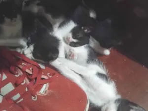 Gato raça SRD-ViraLata idade Abaixo de 2 meses nome ainda não tem nome