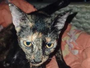 Gato raça SRD-ViraLata idade 7 a 11 meses nome nina