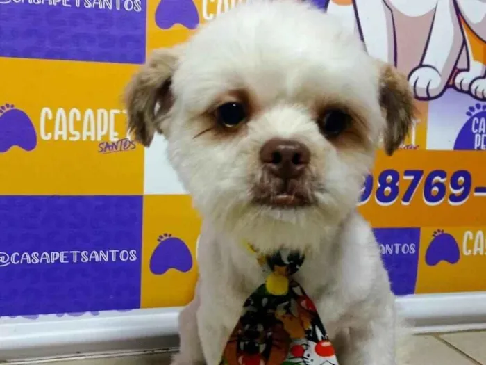 Cachorro raça Shitzu idade 1 ano nome brownie 