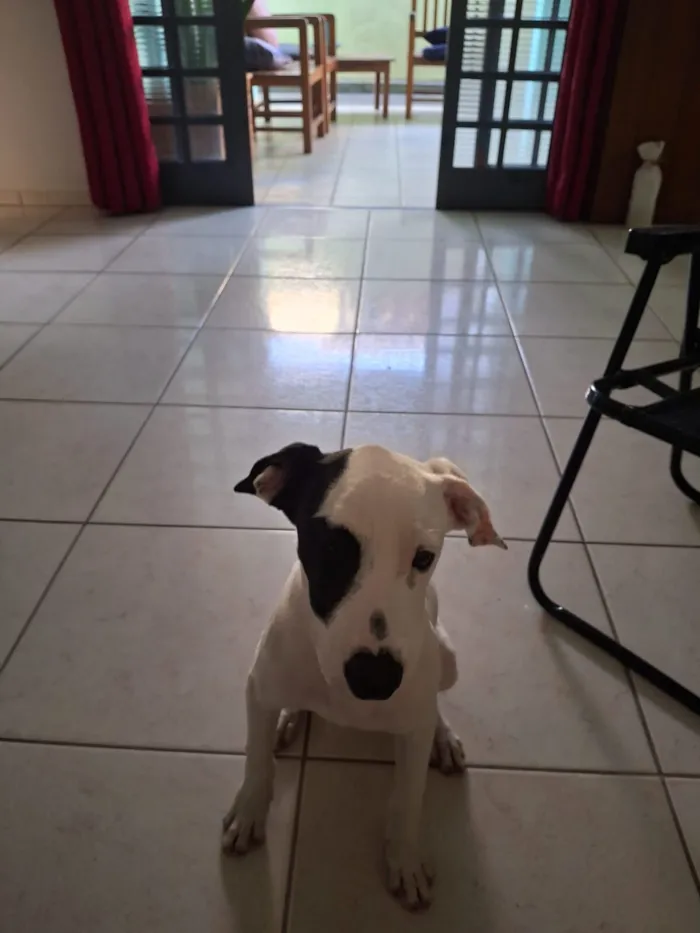 Cachorro raça Basset-Cofap idade 2 a 6 meses nome Caramelo 