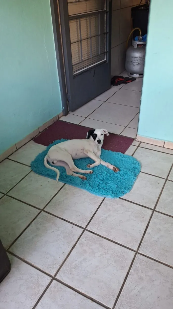 Cachorro raça Basset-Cofap idade 2 a 6 meses nome Caramelo 