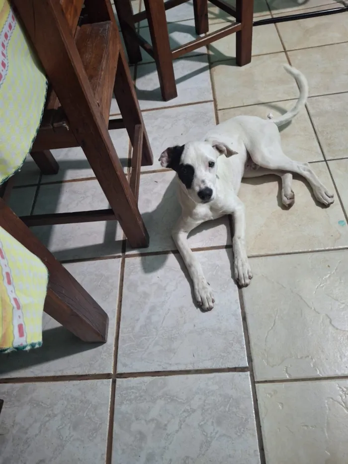 Cachorro raça Basset-Cofap idade 2 a 6 meses nome Caramelo 