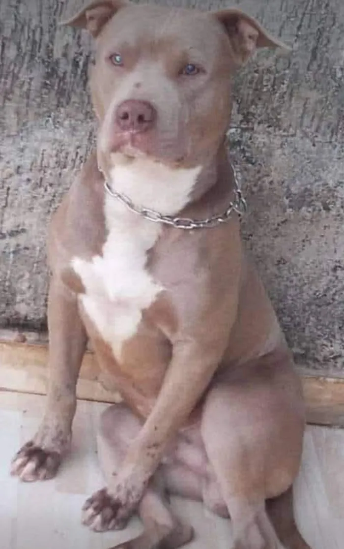 Cachorro raça Pit-Bull idade 5 anos nome Betove 