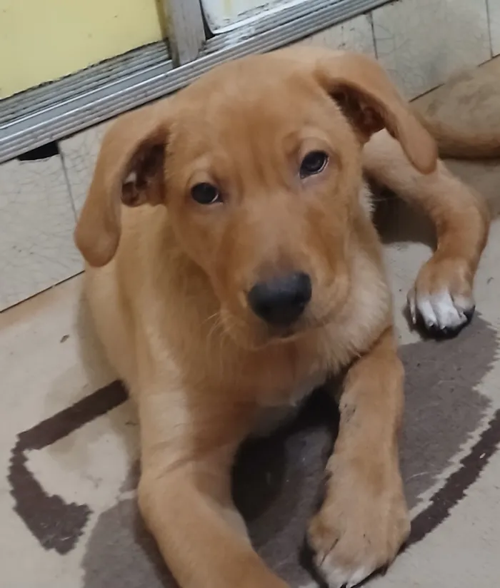 Cachorro raça Labrador idade 2 a 6 meses nome Zuma 