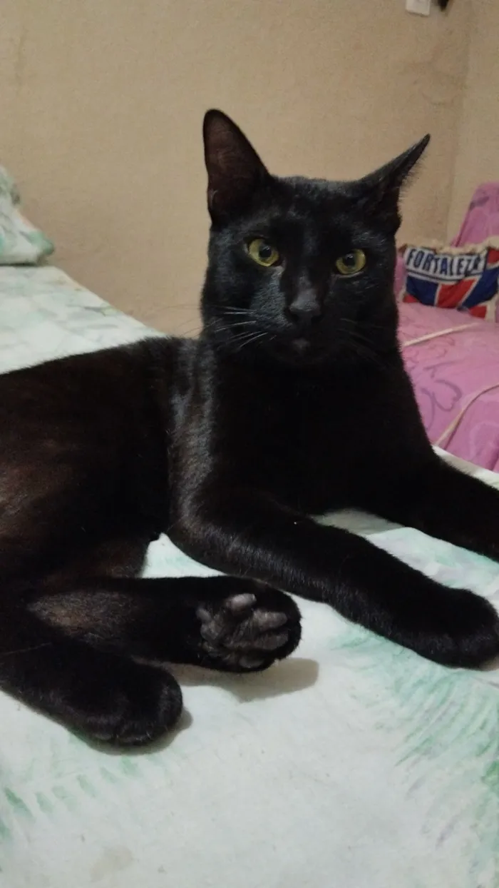 Gato raça SRD-ViraLata idade 2 anos nome PRETINHO