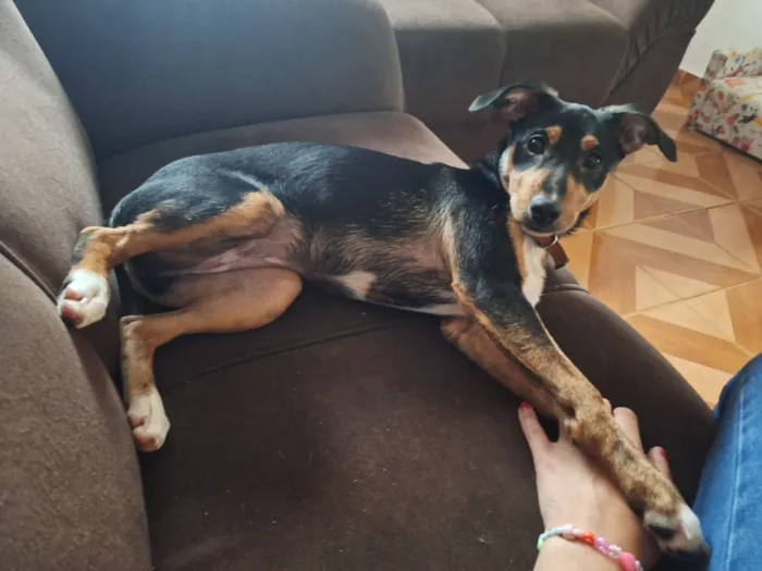 Cachorro raça SRD-ViraLata idade 7 a 11 meses nome MEL