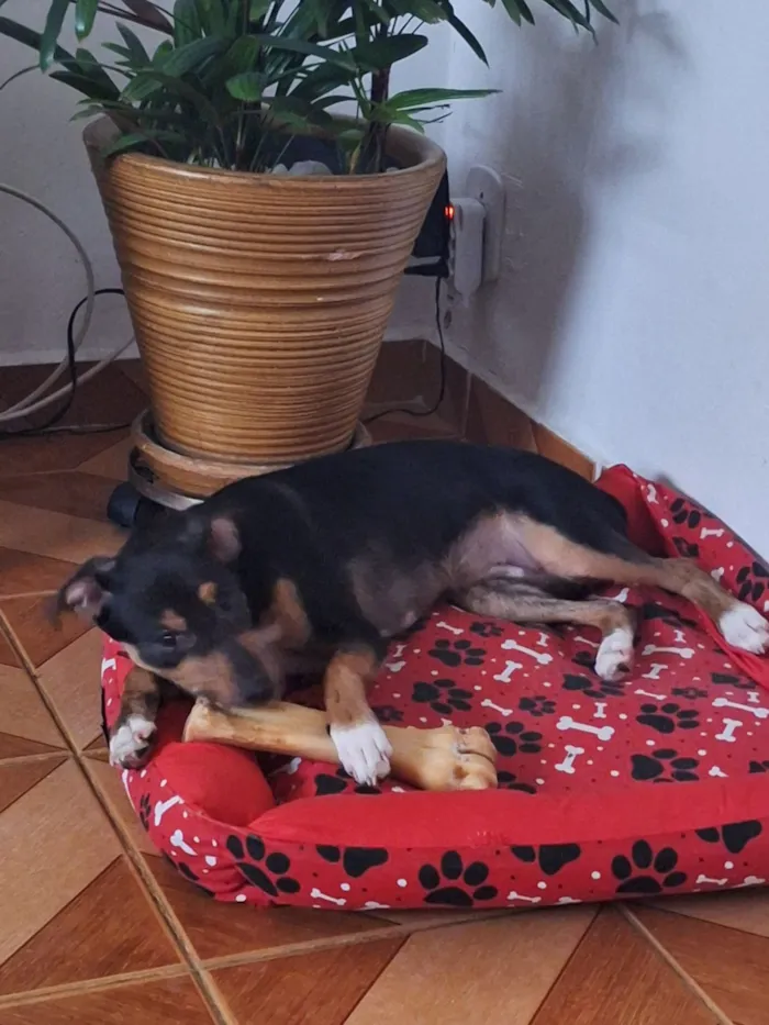 Cachorro raça SRD-ViraLata idade 7 a 11 meses nome MEL