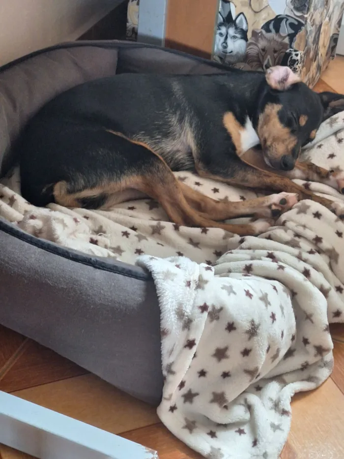 Cachorro raça SRD-ViraLata idade 7 a 11 meses nome MEL