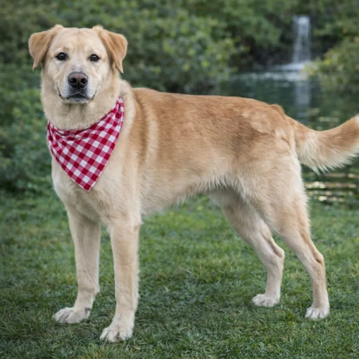 Cachorro raça Labrador idade 4 anos nome Marlon