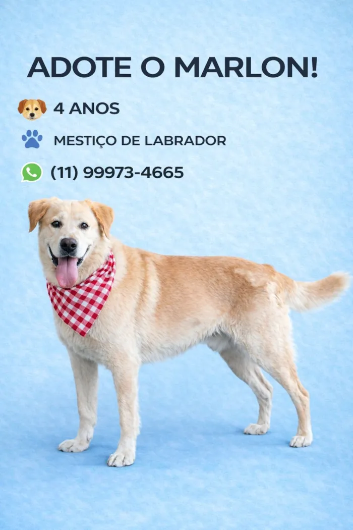 Cachorro raça Labrador idade 4 anos nome Marlon