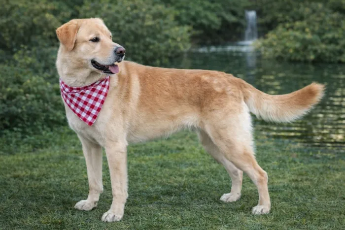 Cachorro raça Labrador idade 4 anos nome Marlon