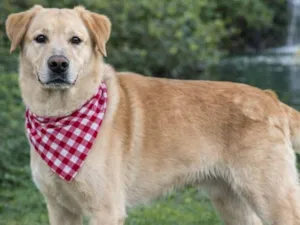 Cachorro raça Labrador idade 4 anos nome Marlon