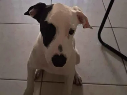 Cachorro raça Basset-Cofap idade 2 a 6 meses nome Caramelo 