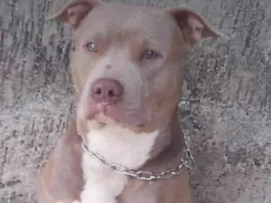 Cachorro raça Pit-Bull idade 5 anos nome Betove 