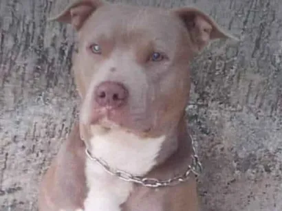 Cachorro raça Pit-Bull idade 5 anos nome Betove 
