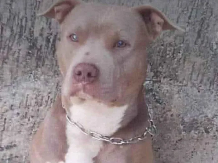 Cachorro raça Pit-Bull idade 5 anos nome Betove 