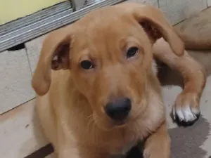 Cachorro raça Labrador idade 2 a 6 meses nome Zuma 