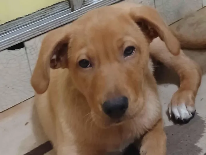 Cachorro raça Labrador idade 2 a 6 meses nome Zuma 