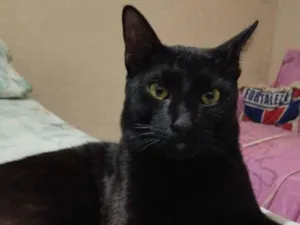 Gato raça SRD-ViraLata idade 2 anos nome PRETINHO