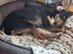 Cachorro raça SRD-ViraLata idade 7 a 11 meses nome MEL