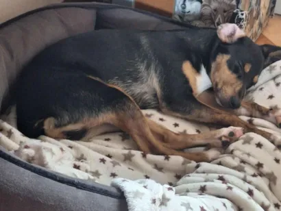 Cachorro raça SRD-ViraLata idade 7 a 11 meses nome MEL