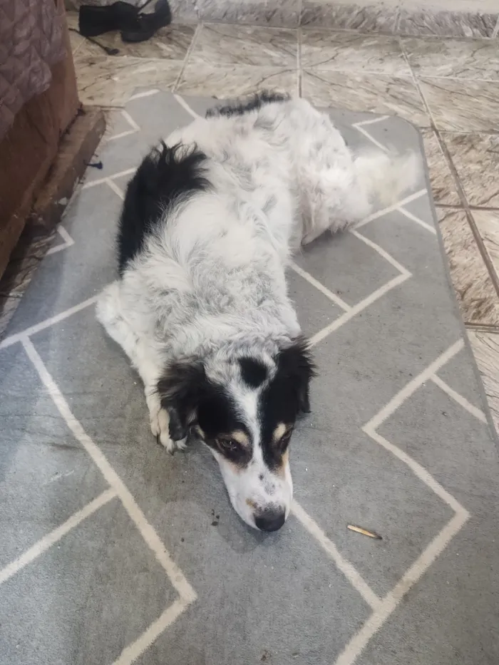 Cachorro raça SRD-ViraLata idade 4 anos nome brigida