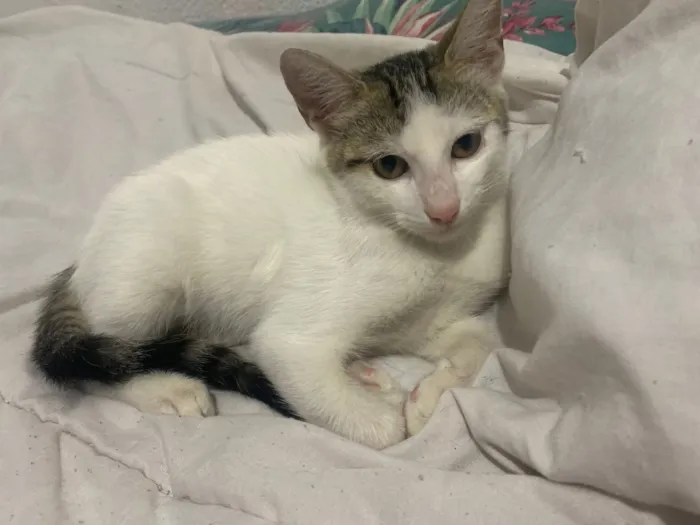 Gato raça SRD-ViraLata idade 2 a 6 meses nome branca com cinza