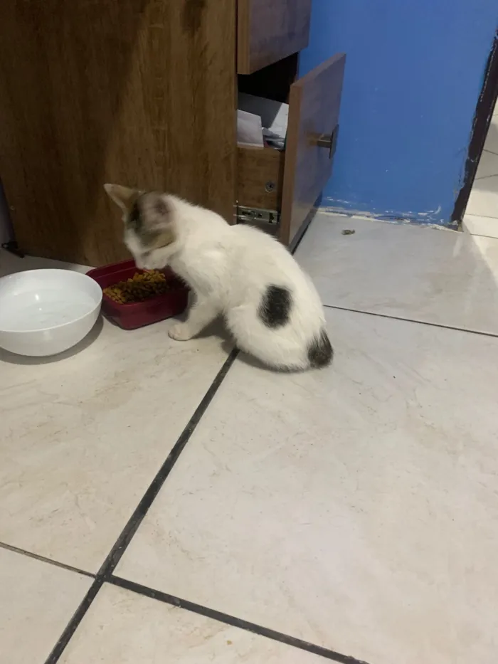 Gato raça SRD-ViraLata idade 2 a 6 meses nome branca com cinza