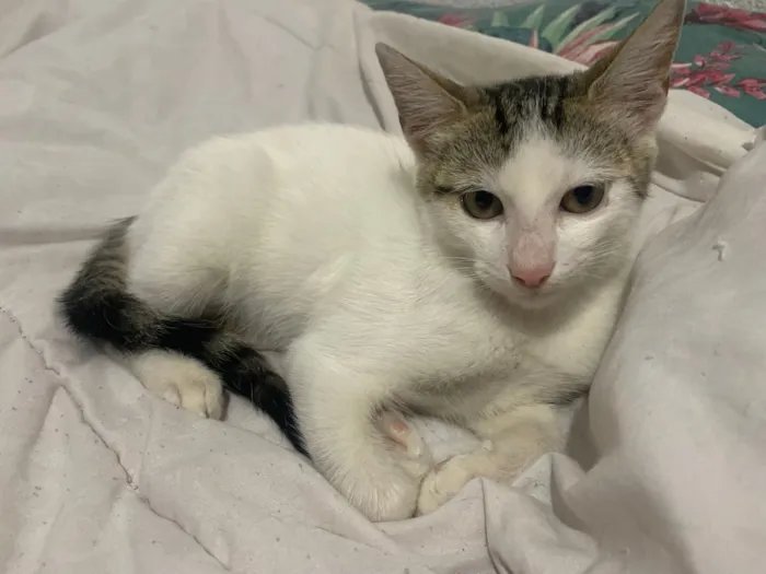 Gato raça SRD-ViraLata idade 2 a 6 meses nome branca com cinza