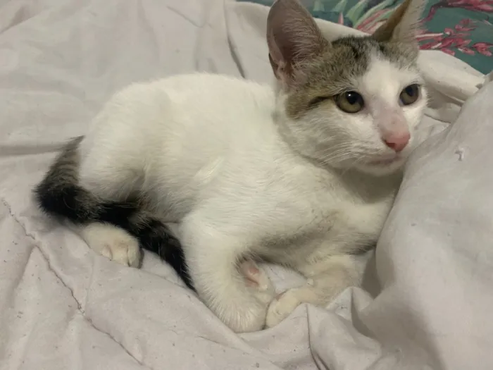 Gato raça SRD-ViraLata idade 2 a 6 meses nome branca com cinza