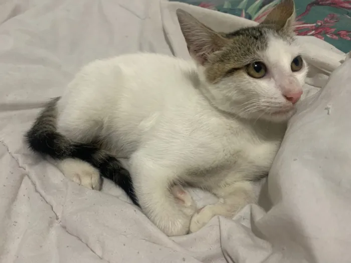 Gato raça SRD-ViraLata idade 2 a 6 meses nome branca com cinza