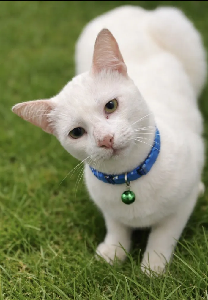 Gato raça SRD-ViraLata idade 7 a 11 meses nome Romeu 