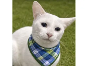 Gato raça SRD-ViraLata idade 7 a 11 meses nome Romeu 