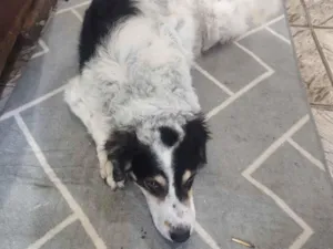 Cachorro raça SRD-ViraLata idade 4 anos nome brigida