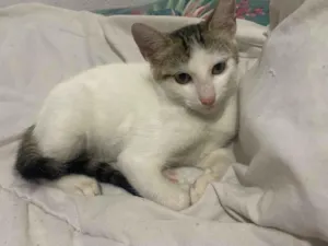 Gato raça SRD-ViraLata idade 2 a 6 meses nome branca com cinza