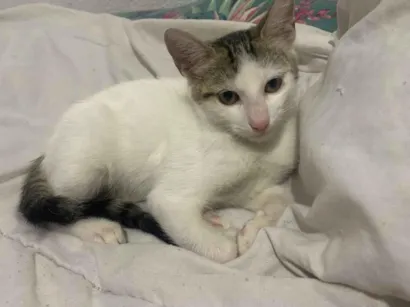 Gato raça SRD-ViraLata idade 2 a 6 meses nome branca com cinza