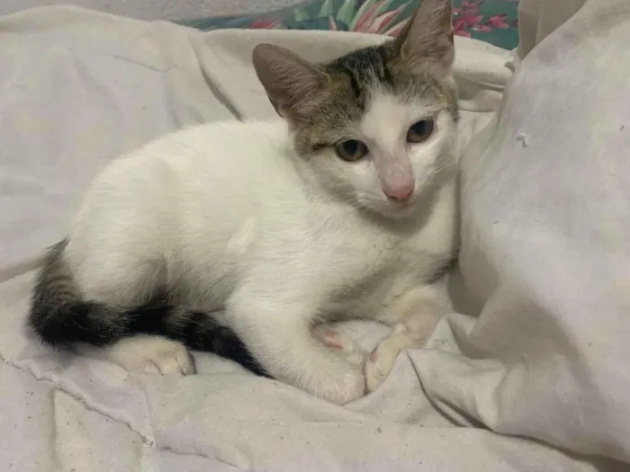 Gato raça SRD-ViraLata idade 2 a 6 meses nome branca com cinza