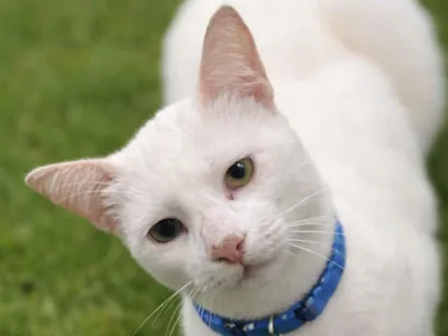 Gato raça SRD-ViraLata idade 7 a 11 meses nome Romeu 