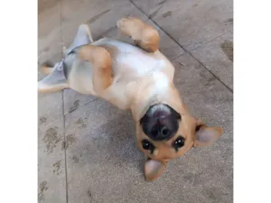 Cachorro raça SRD-ViraLata idade 2 a 6 meses nome Não tem